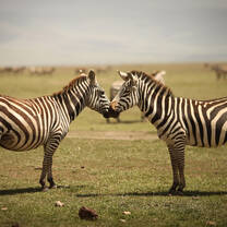 Kenya nature