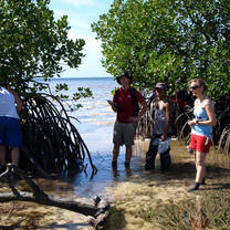 Mangrove surveys at Hoga Island Marine Research Station, Indonesia
