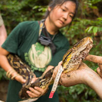 Volunteers measuring Reticulated Python in Indonesia