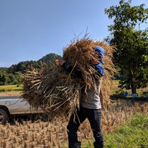 Rice field 
