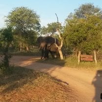 Elefant on the way home 