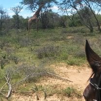 Giraffe sighting during an outride 