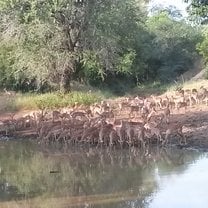 Big Impala herd drinking at a waterhole 