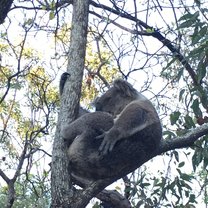 wild koala