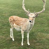 Deer in Phoenix Park
