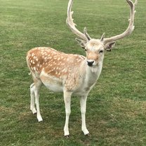 Deer in Phoenix Park