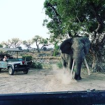 Elephant with game drive vehicle