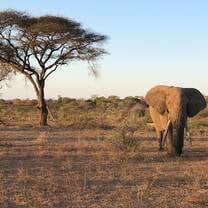 Elephant on game drive