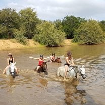 Swimming with the horses