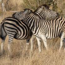 Cuddling zebras