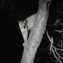 Amazing leopard sighting
