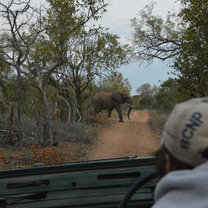 Elephant at game drive 