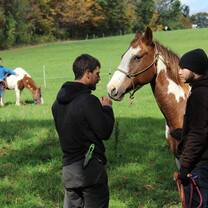 Horses