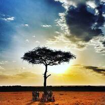 one tree in the open with sunset and blue sky