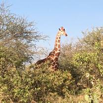 A wild giraffe towers above the trees