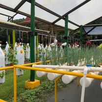 Urban Farm at Earth University, given a tour by Manuel, a CR local who didn't know anything about farming but learned by doing