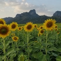 Sunflower fields in Lopburi