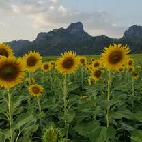 Sunflower fields in Lopburi