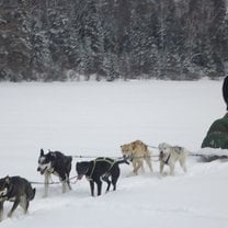 Husky ranch Canada