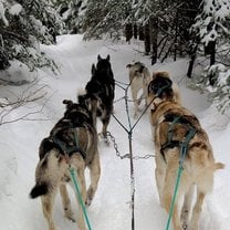 Husky ranch Canada