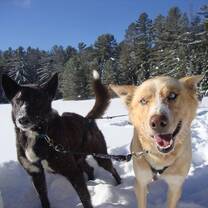 Husky ranch Canada