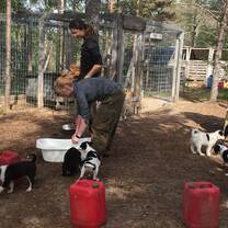 Gap Year Husky Farm Placements