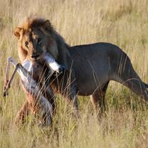 Kruger Tour