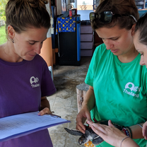 Staff and volunteers taking turtle morphology data at the local conservation centre.