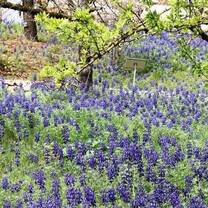 Lupins flowering in Spring at the Jerusalem Botanical Gardens