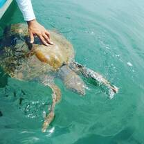Sea Turtle Conservation Program