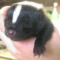 Skunk