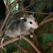 Possum