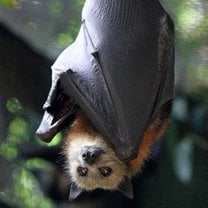 bat