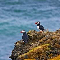 New York Times Student Journeys Iceland puffins