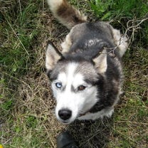 Husky