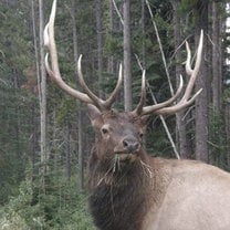 Elk