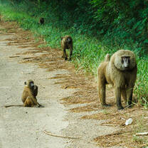 Ghana animals