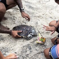 Turtle Release