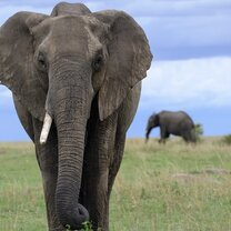 Safari in the Masai Mara National Park ARCC East Africa Gap Semester: Safari in East Africa