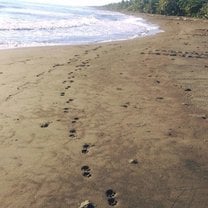 Jag Tracks on the Beach