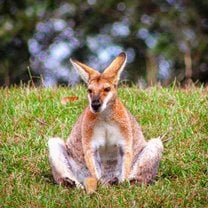 kangaroo