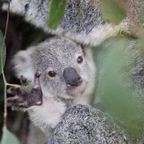 koala