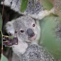 koala