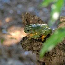 frog