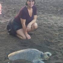 Rare daytime nesting turtle