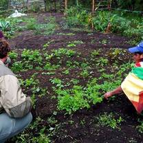 Permaculture at Yunguilla, Ecuador