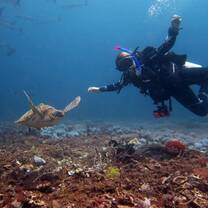 Diving with turtles