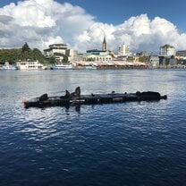 City of Valdivia with sea lions resting in the river