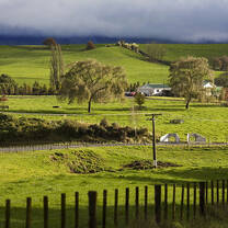 New Zealand Farm