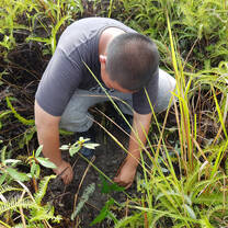 Reforestation 